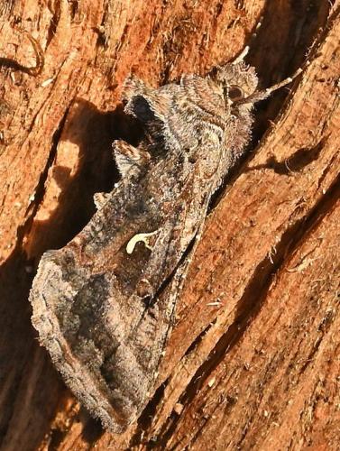 Réf. 355 081 : Autographa gamma